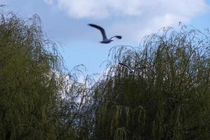 schattig water vogelstand Bij de meer van openbaar park van luton Engeland uk foto