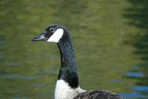 schattig water vogelstand Bij de meer van openbaar park van luton Engeland uk foto