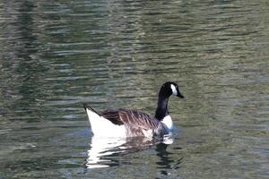 schattig water vogelstand Bij de meer van openbaar park van luton Engeland uk foto