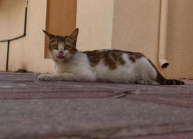 wit en bruin kat zittend Aan de trottoir, kat staart mos, buiten foto