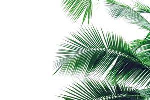 blad kokospalm geïsoleerd op een witte achtergrond, groene bladeren patroon foto