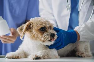 dierenarts onderzoeken hond en kat. puppy en katje Bij dierenarts dokter. dier kliniek. huisdier controleren omhoog en vaccinatie. Gezondheid zorg. foto