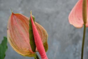 spathiphyllum bloem in de ochtend- foto