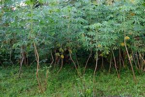 een bundel van groen cassave bomen foto