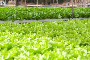 hydrocultuur planten groeit Aan water zonder bodem landbouw biologisch Gezondheid voedsel natuur blad Bijsnijden groenten tuin hydrocultuur groenten van hydrocultuur boerderijen vers groen eik sla en groen cos foto