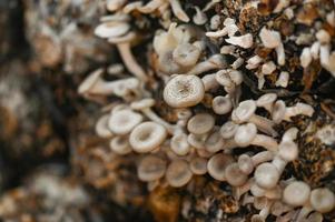 paddestoel boerderij met vers paddestoel groeit Aan paddestoel paaien - lentinus vierhoek foto