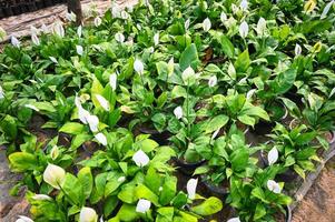 vrede lelie zaailing zak in de tuin voor aanplant voor decoratief kamerplant spathiphyllum wallisii algemeen bekend net zo vrede lelie boom sier- fabriek verminderen koolstof en vergiftigen absorberen boom foto