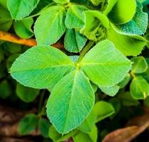 Klaver bladeren in vroeg de lente. Latijns naam trifolium ik. een belangrijk agrarisch Bijsnijden. honing fabriek. foto