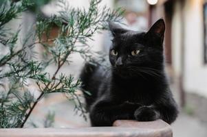 een zwart straat kat aan het liegen Aan een tegel. gurzuf katten foto