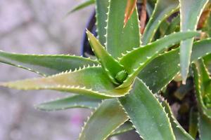 close up van een plant foto