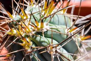 close up van een cactus foto