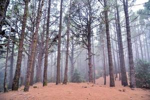 bomen in het bos foto