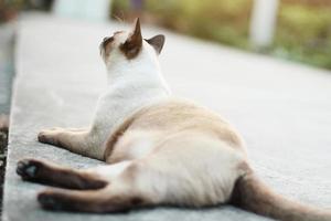 schattig Siamees katten genieten en zitten Aan beton verdieping met natuurlijk in tuin foto