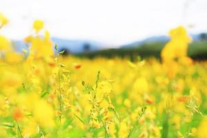 mooi geel zon hennep bloemen of crotalaria juncea boerderij in mooi zonlicht Aan de berg in thailand.a type van peulvrucht. foto