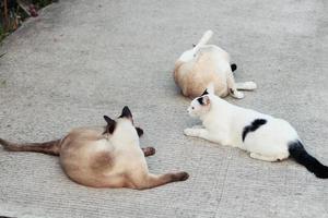 schattig Siamees katten genieten en zitten Aan beton verdieping met natuurlijk in tuin foto