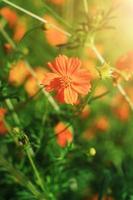 mooi zwavel kosmos of geel kosmos bloemen veld- in zonlicht foto