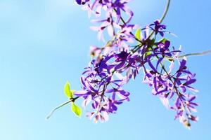 schuurpapier Liaan of koninginnen lauwerkrans, Purper krans bloemen met blauw lucht foto