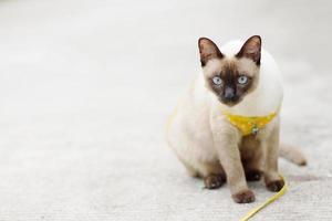 Siamees kat genieten en zittend Aan beton verdieping met natuurlijk in tuin foto