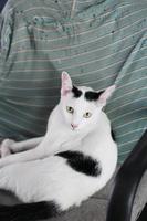 wit kat genieten en kom tot rust Aan fauteuil foto