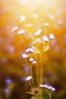 mooi wild Purper gras bloemen in de weide met zonlicht. bok-onkruid, kuiken onkruid of ageratum conyzoides is kruid planten foto