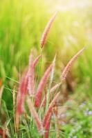 zacht focus mooi gras bloemen in natuurlijk zonlicht achtergrond foto