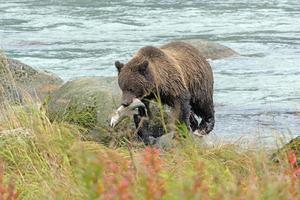 bruin beer met een Zalm in haar mond foto