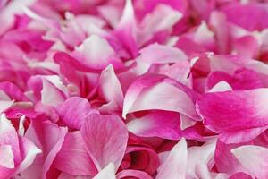 close-up van roze rozenblaadjes foto