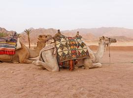 kamelen tegen berg reeks Bij sharm el sjeik foto