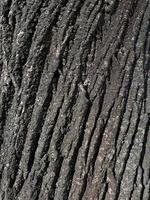 rey schors van boom structuur foto