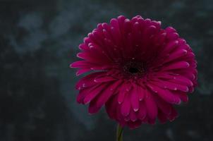 gerber madeliefje Aan de donker achtergrond. roze bloem detailopname. helder vers natuur bloem. foto