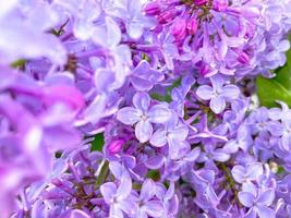 lila struiken voorjaar bloeiend. voorjaar achtergrond foto