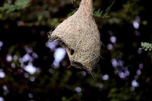 de vogel nest. foto