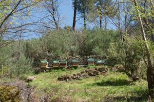 bijenkorven in een rij. landelijk landschap in Portugal foto