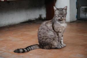 een gevlekte straat kat zittend Bij de Ingang deur. gurzuf katten foto