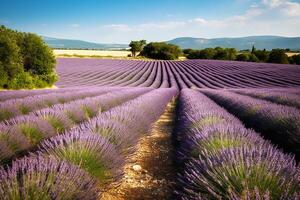 lavendel landschap in de stijl van provence. gemanicuurd rijen van lavendel Bij zonsondergang. generatief ai foto