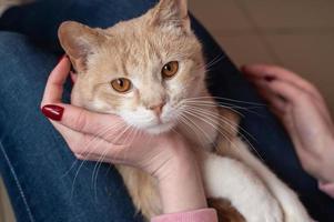 schattig rood kort haar kat leugens in de handen van de gastvrouw, strelen de kat Bij huis, top visie foto