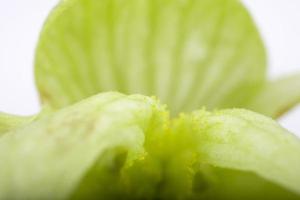 groen hop ijshoorntje detailopname foto