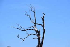 dood boom in voorkant voor blauw lucht foto