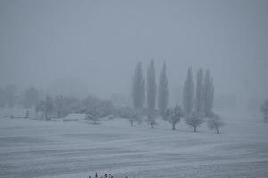 cipres bomen in een sneeuw storm foto