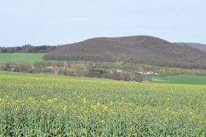 geel bloeiend veld- foto