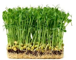 gekiemd erwt zaden Aan een wit achtergrond, microgreens voor salade, ontgiften foto