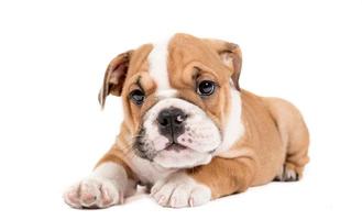 schattig puppy van Engels bulldog foto