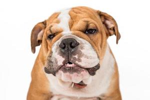 boos Engels bulldog pu foto