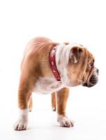 Engels bulldog pup foto