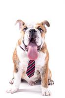 Engels bulldog met stropdas foto