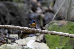 besneeuwde wenkbrauwen vliegenvanger of ficedula hyperytra gezien in rongtong in west Bengalen foto