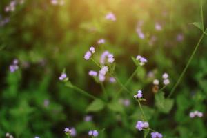 mooi wild Purper gras bloemen in de weide met zonlicht. bok-onkruid, kuiken onkruid of ageratum conyzoides is kruid planten foto