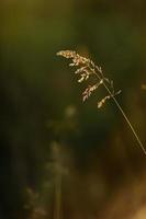 selectieve zachte focus van droog gras, riet, stengels die in de wind waaien bij gouden zonsonderganglicht, horizontale, wazige heuvels op de achtergrond, kopieer ruimte. natuur, zomer, grasconcept foto