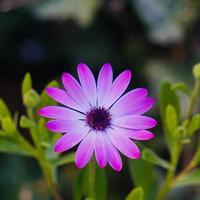 mooie roze bloemplant in de tuin in het voorjaar foto