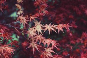 rode boombladeren in de herfstseizoen, herfstkleuren foto